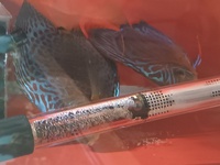 Proven breeding pair off Blue turk discus