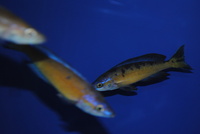 F1 Cyprichromis microlepidotus Kasai