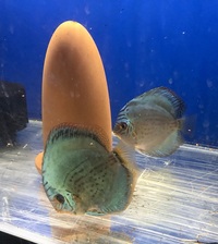 Variety of Discus for sale