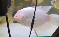 Selling my true albino giant gourami - REDUCED to £80