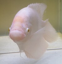 Selling my true albino giant gourami - REDUCED to £80