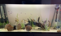 Stendker Tefe Discus x 4 Adults Available