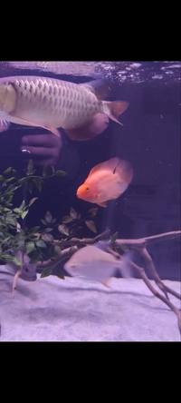 2x Jack Dempsey and parrot fish