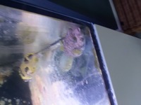 Two large puffer fish free to good home