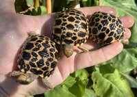 Burmese star tortoises- babies