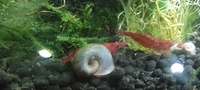 10 Ramshorn Snails