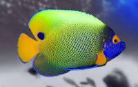 WANTED: Show size Angels, Tangs