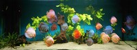 12 Stendker Discus for Tropical Fish Tank Aquarium