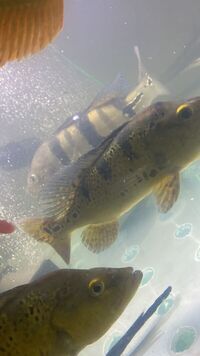 cheap Stunning Peacock bass live large pred for sale £60EACH
