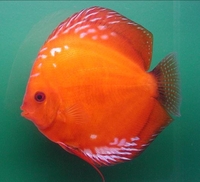 CLIFTON DISCUS = UNBEATABLE QUALITY & PRICES - Dont take our word for it, COME & SEE for yourself. Midlands Discus specialist in Tamworth, B79 0AT.