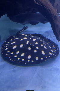 Male black diamond stingray 10 inch nearly fully rolled SOLD