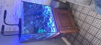 Complete marine EA 600 cube, sump, oak stand and all contents