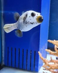 Marine fish/ 6 inch Dogface Pufferfish