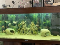 Juwel 180 fish tank, complete set up with tropical fish