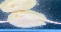 A Pair Of Albino Stingrays For SALE