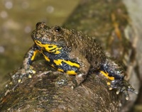 Yellow bellied toad adult male £10