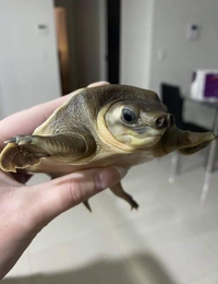 PIG NOSED /FLY RIVER TURTLE FOR SALE