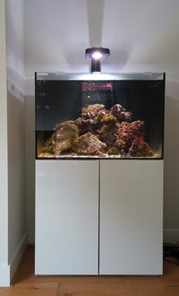 Evolution Aqua 900 reef tank for sale