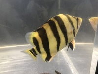 Datnoid,tiger fish SOLD