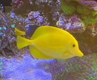 Fish and corals available