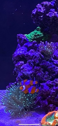 Fish and corals available
