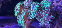Hammer coral Cambridgeshire