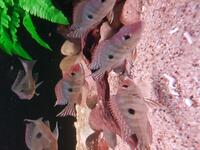Community Fish Groups Sale