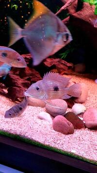 Community Fish Groups Sale