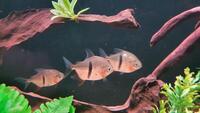 Community Fish Groups Sale