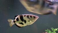 Community Fish Groups Sale