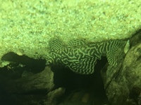 Stunning L399 Pleco FX4 jewel curved 3ft tank and others
