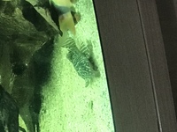 L399 Pleco, jewel curved 3ft tank and others