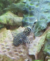 Bristlenose plecs, between 4-5 months old, approx. 2 inches in length
