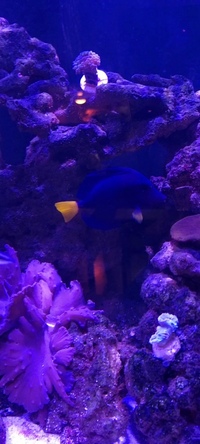5 inches Purple Tang