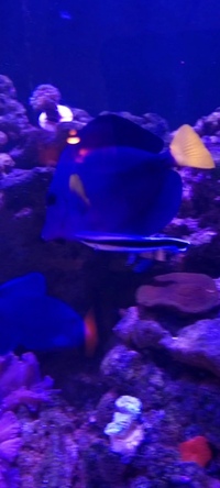 5 inches Purple Tang