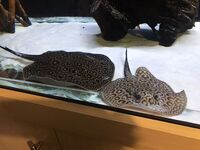 6ft by 2ft by 2ft Custom built Fishtank