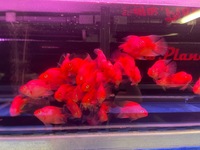Quality Parrot Fish for sale