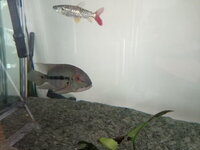 For Sale Various Tropical Fish