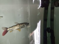 For Sale Various Tropical Fish