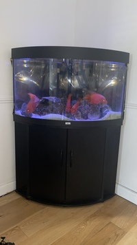 Fish tank bundle with fish £400