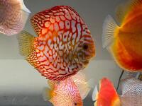 Chens Adult Discus Various Strains