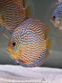 Chens Adult Discus Various Strains