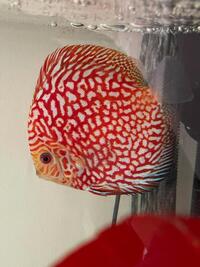 Chens Adult Discus Various Strains
