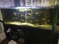 6ft fish tank