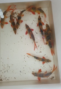 Big Group of Clown Loaches