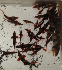 Big Group of Clown Loaches
