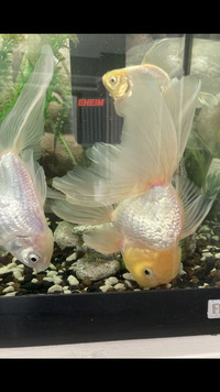 Three large veiled goldfish