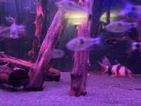 Evolution Aqua eaFreshwater 900 Aquarium + Predator set up + Bucktooth tetras + Wimple Piranhas