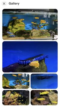 Adult and Fry Mbuna Malawi Cichlids for sale