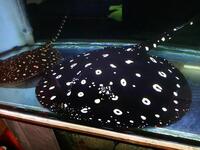 breeding stingrays very big female 22 inches + wide disc